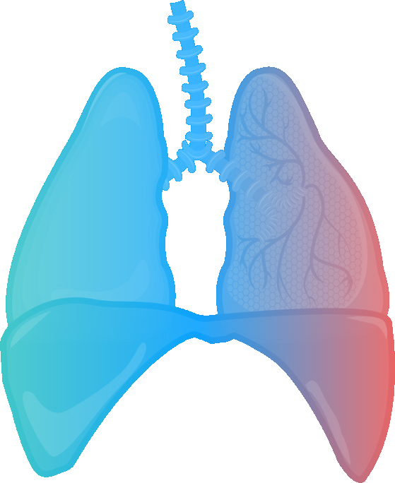 Lungs